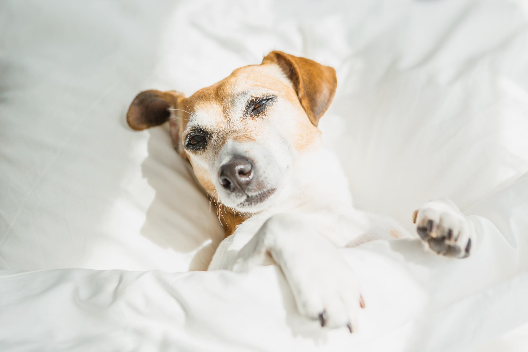 Dog in the bed