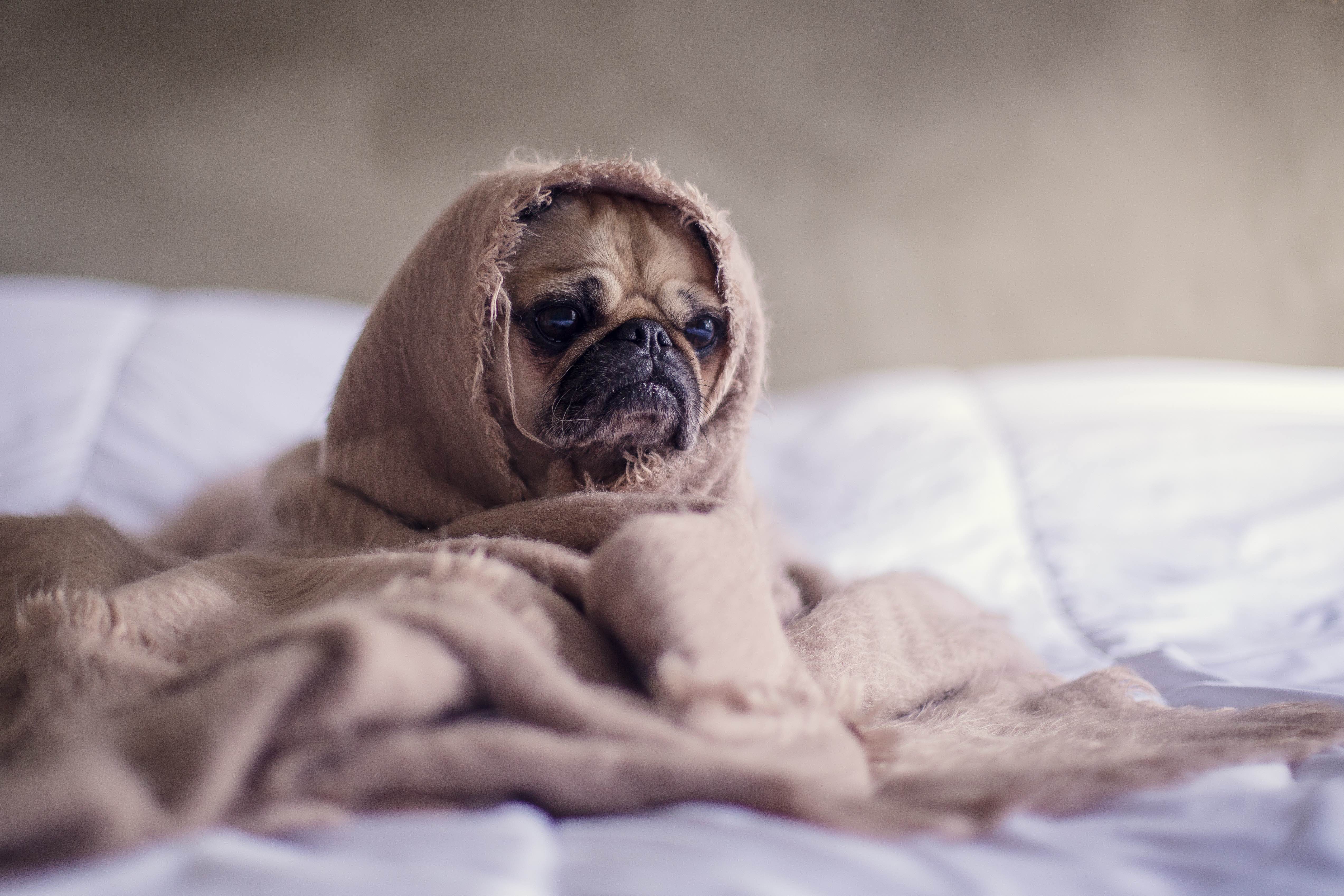 Dog sleeping